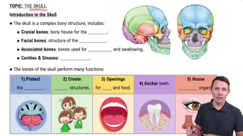 Introduction to the Skull