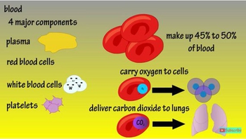 Primary Functions Of Blood - Components Of Blood