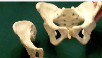 Hip Bone