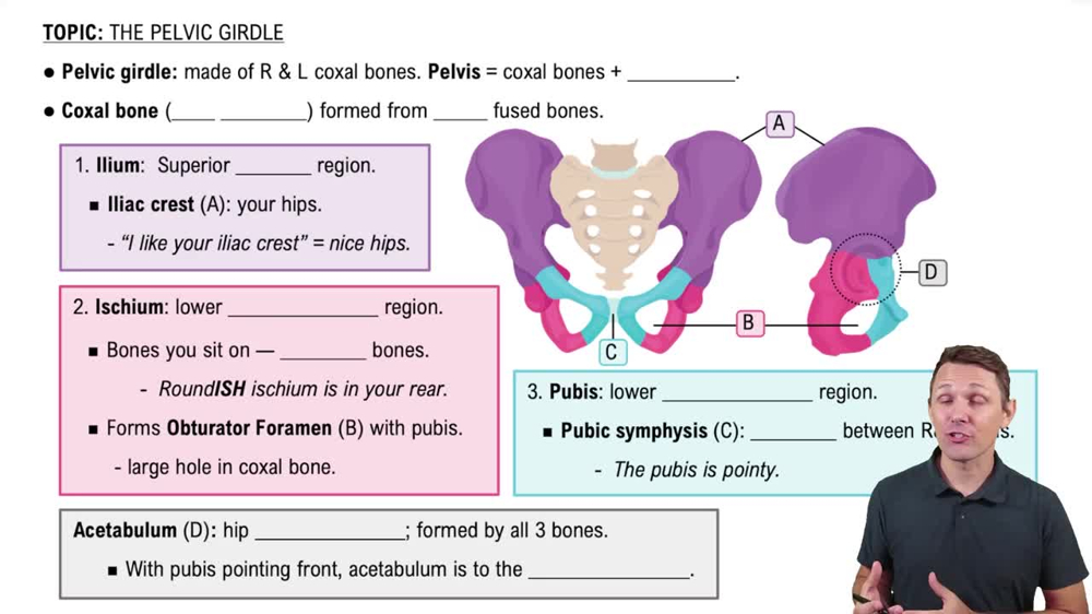 Pelvic Girdle