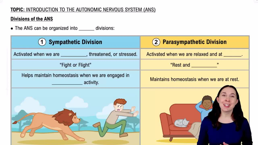 Divisions of the ANS