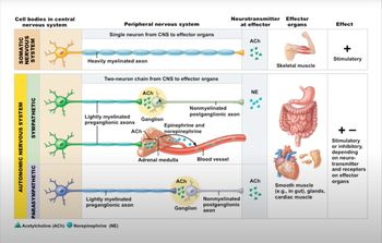 ANS versus Somatic Nervous System