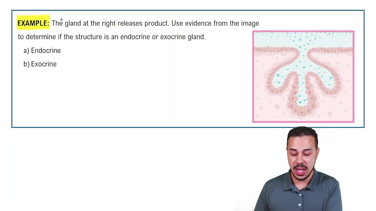 Glandular Epithelial Tissue Example 1