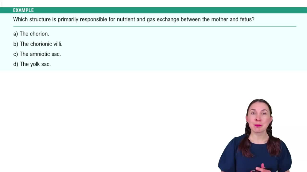 Placentation Example 2