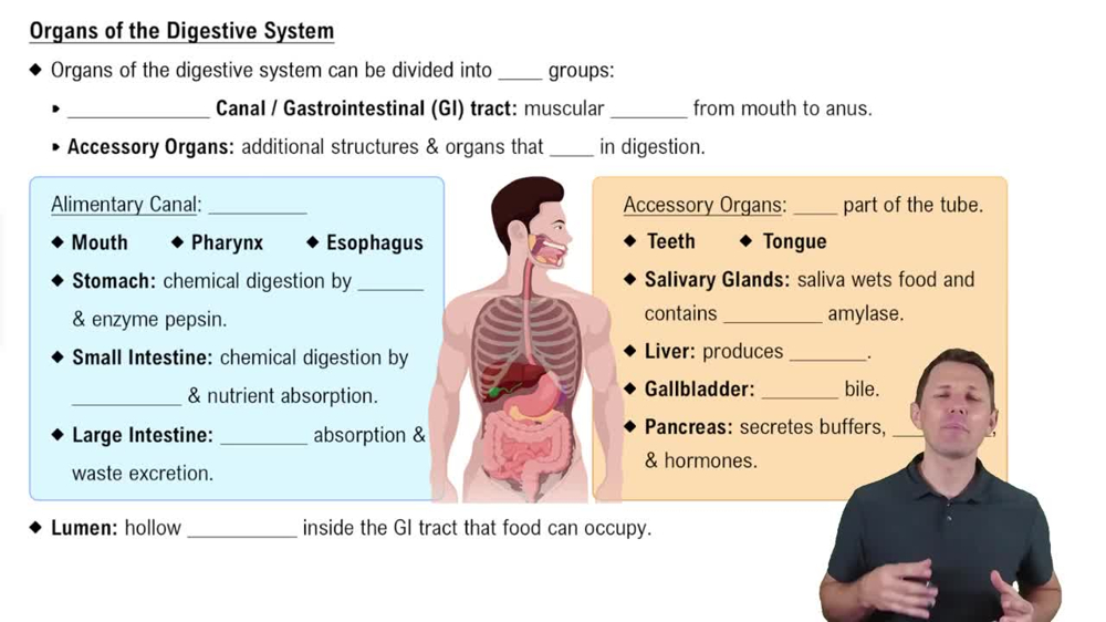 Organs of the Digestive System