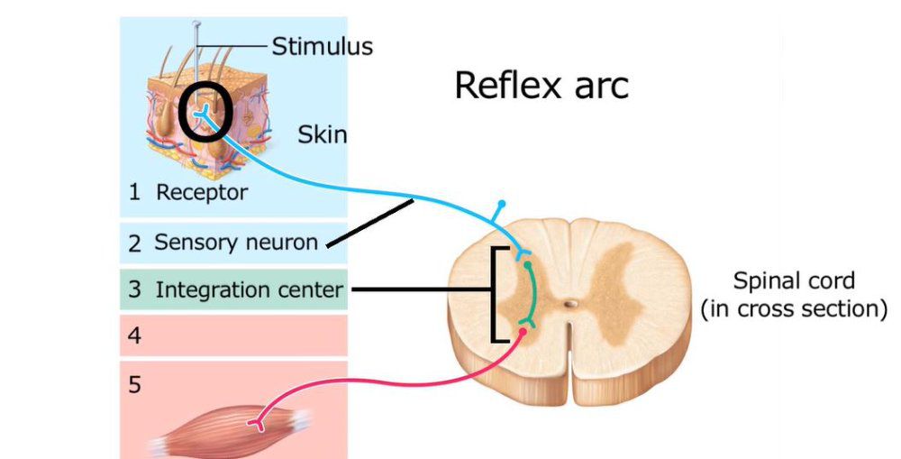 Initiating Stretch Reflexes