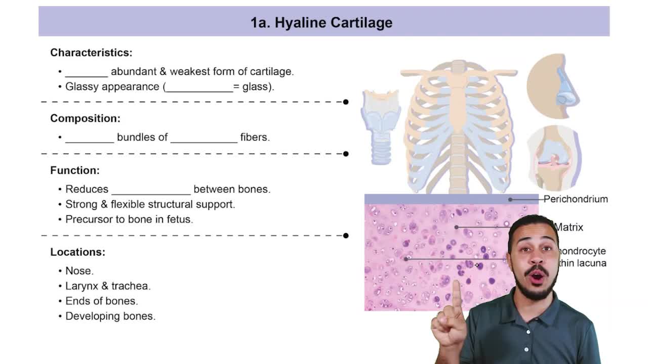 Hyaline Cartilage
