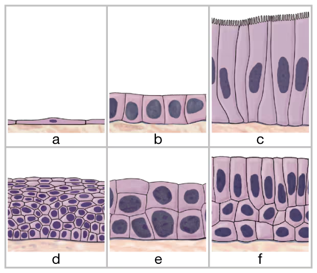 Illustration showing six types of epithelial tissue with labeled sections for identification and study.