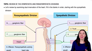 Review of the Sympathetic and Parasympathetic Divisions