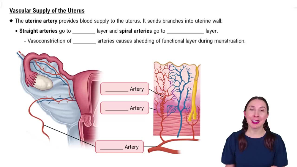 Vascular Supply of the Uterus