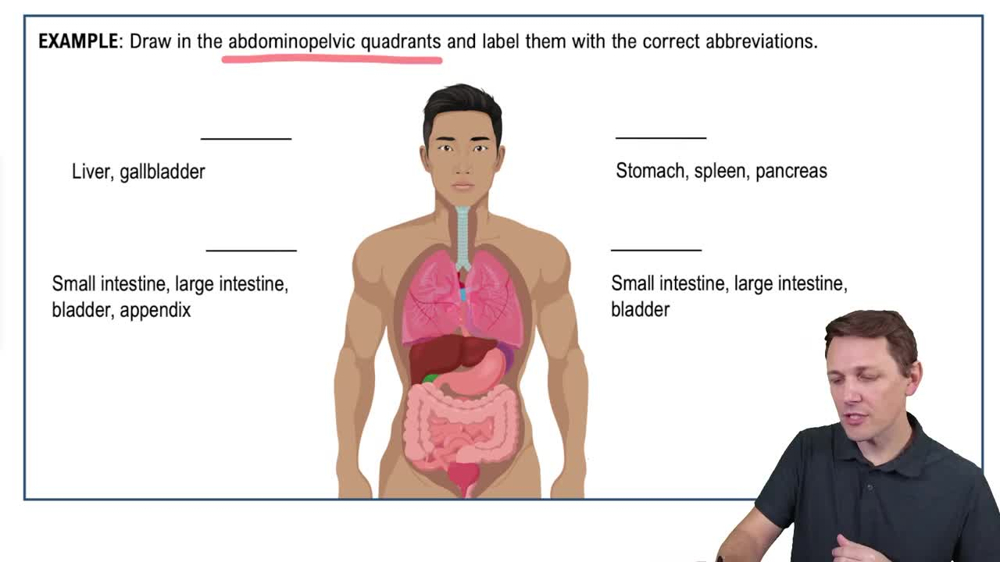 Abdominopelvic Quadrants and Regions Example 1