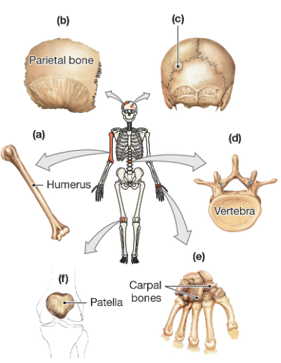 Diagram showing labeled human bones: humerus, parietal bone, vertebra, patella, and carpal bones with arrows pointing to a skeleton.