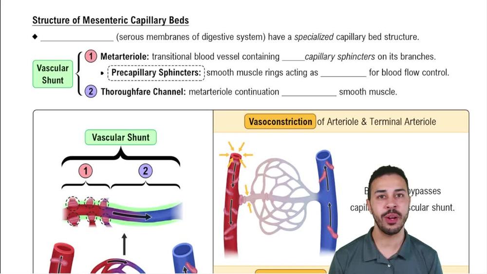 Structure of Mesenteric Capillary Beds