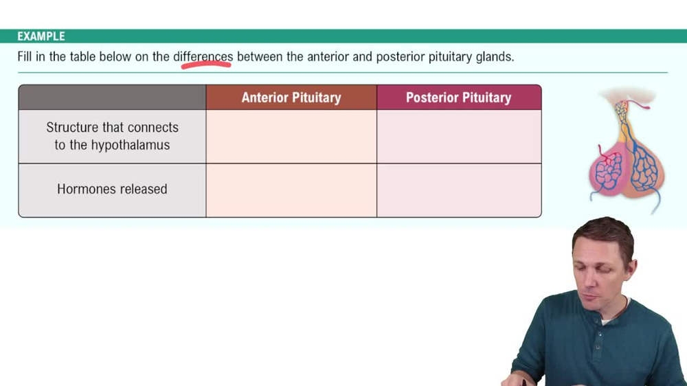 The Hypothalamus and Pituitary Gland Example 3