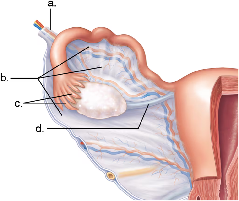 Illustration of the female reproductive system, highlighting structures attached to the ovary with labeled parts a, b, c, and d.