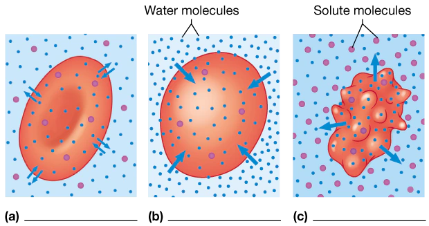 Diagram showing red blood cells in hypertonic, isotonic, and hypotonic solutions with arrows indicating water movement.