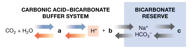 Diagram showing reactions and missing names/formulas in the carbonic acid–bicarbonate buffer system and bicarbonate reserve.