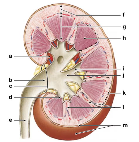 Cross-sectional diagram of a kidney with labeled internal structures for identification and study.