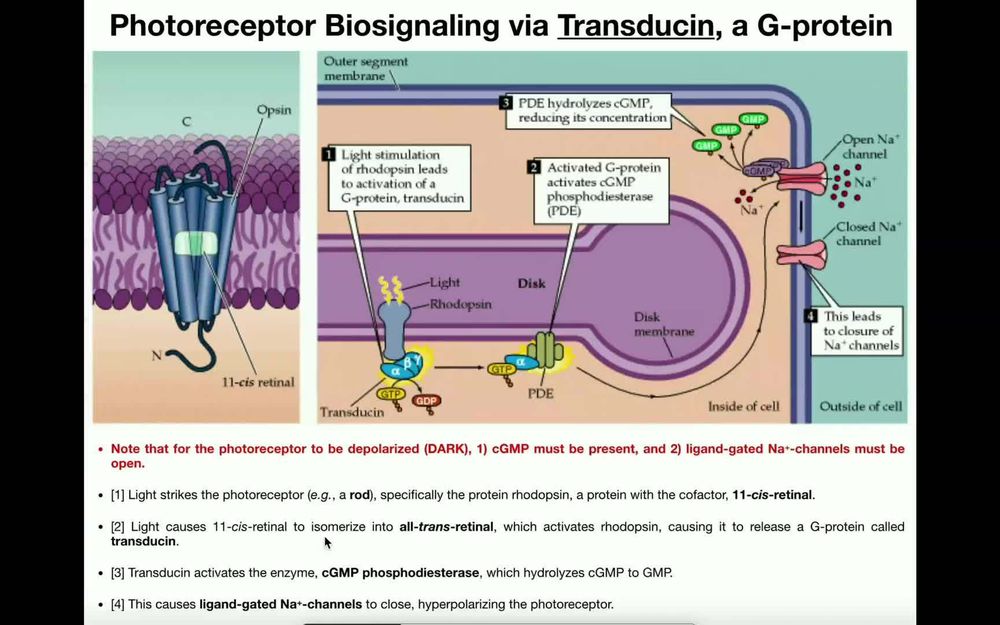 Vision - Photoreceptor Signaling & Photobleaching