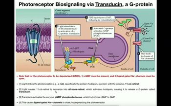 Vision - Photoreceptor Signaling & Photobleaching