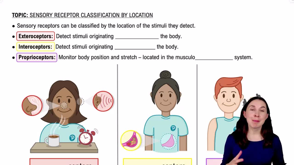 Sensory Receptor Classification by Location
