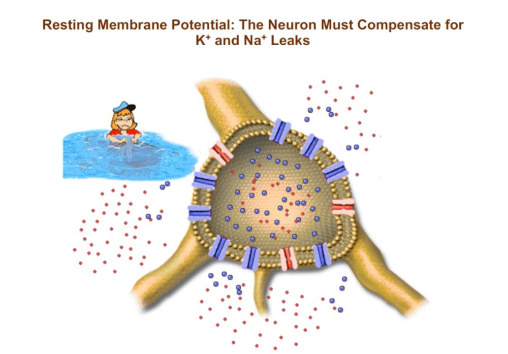 Resting Membrane Potential