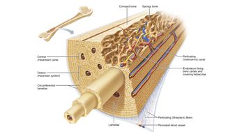 Examining a Long Bone