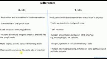 Differences between B cells and T cells