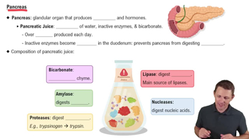Pancreas