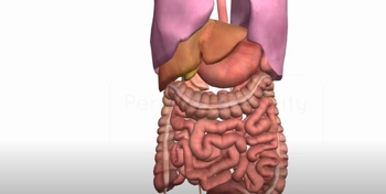 Peritoneal Cavity