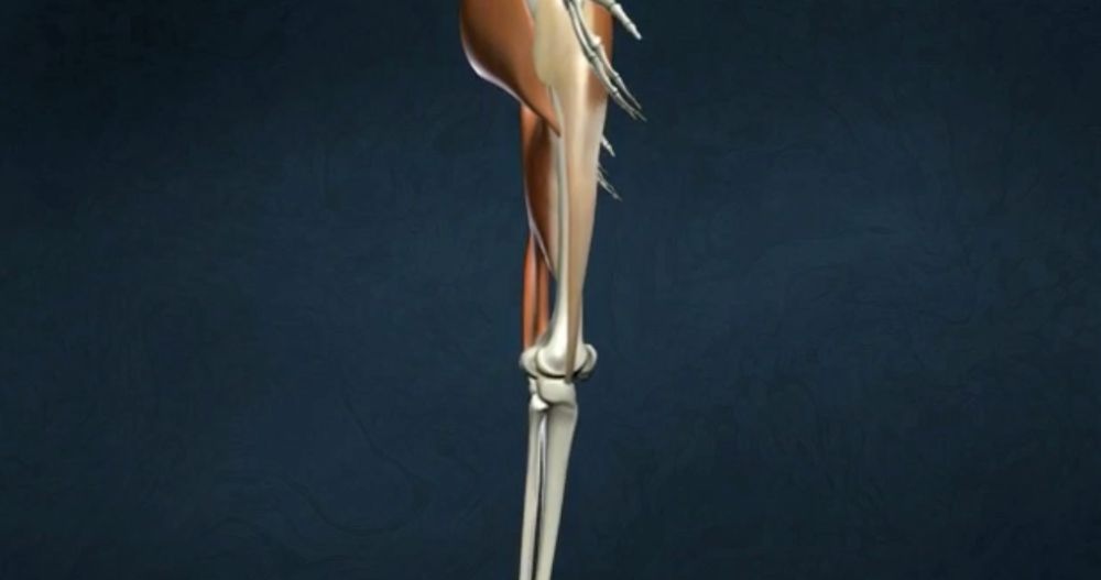 Movement at the hip joint