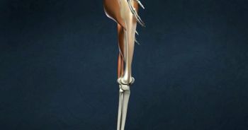 Movement at the hip joint