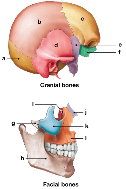 Diagram of the skull showing labeled cranial and facial bones with letters indicating specific structures.