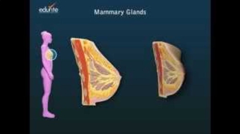 Mammary Glands of the Female Reproductive System