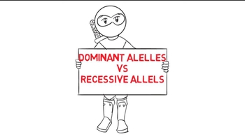Dominant Alleles vs Recessive Alleles 
