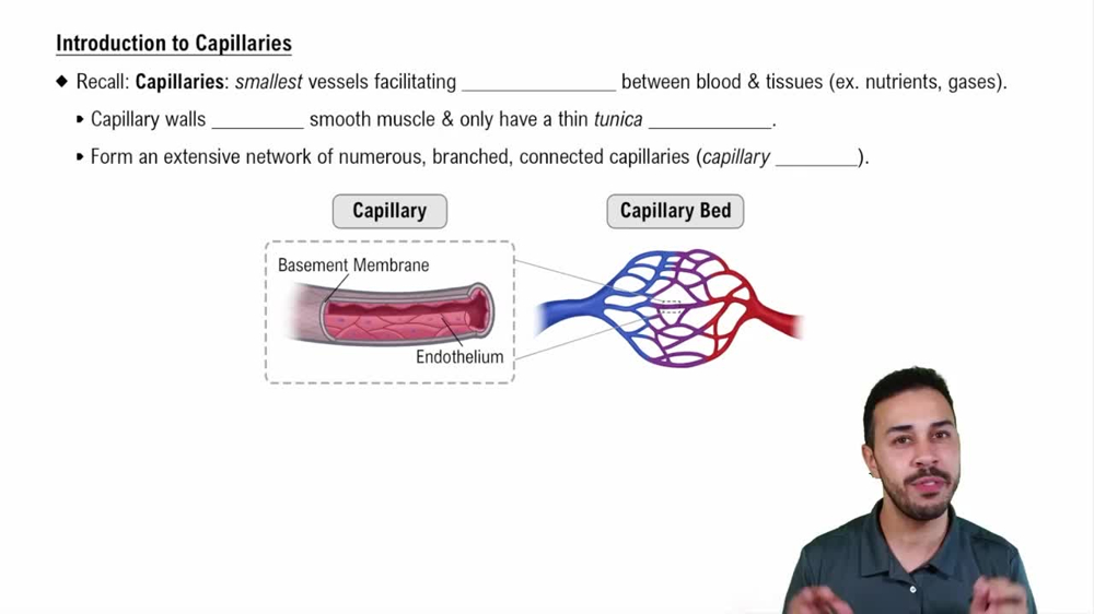 Introduction to Capillaries