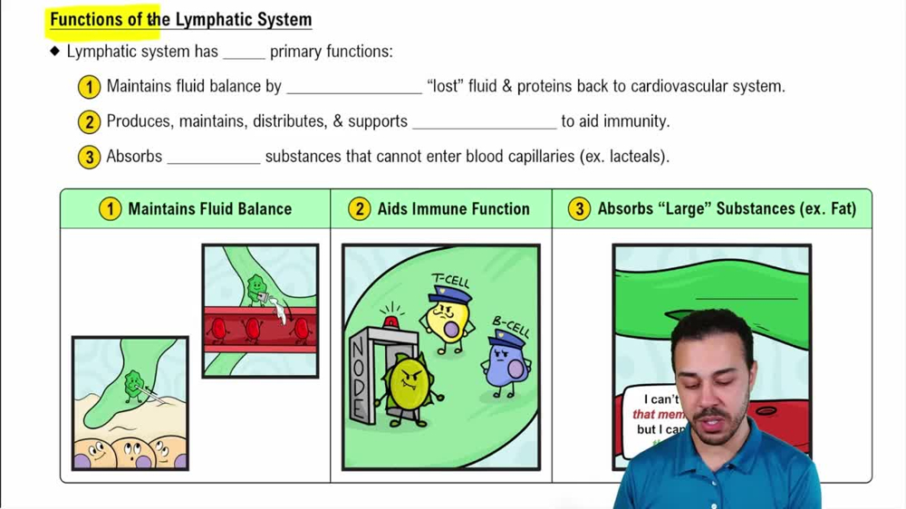 Functions of the Lymphatic System