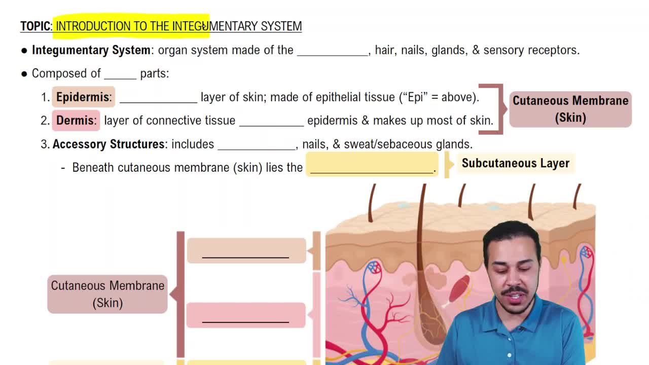 Introduction to the Integumentary System