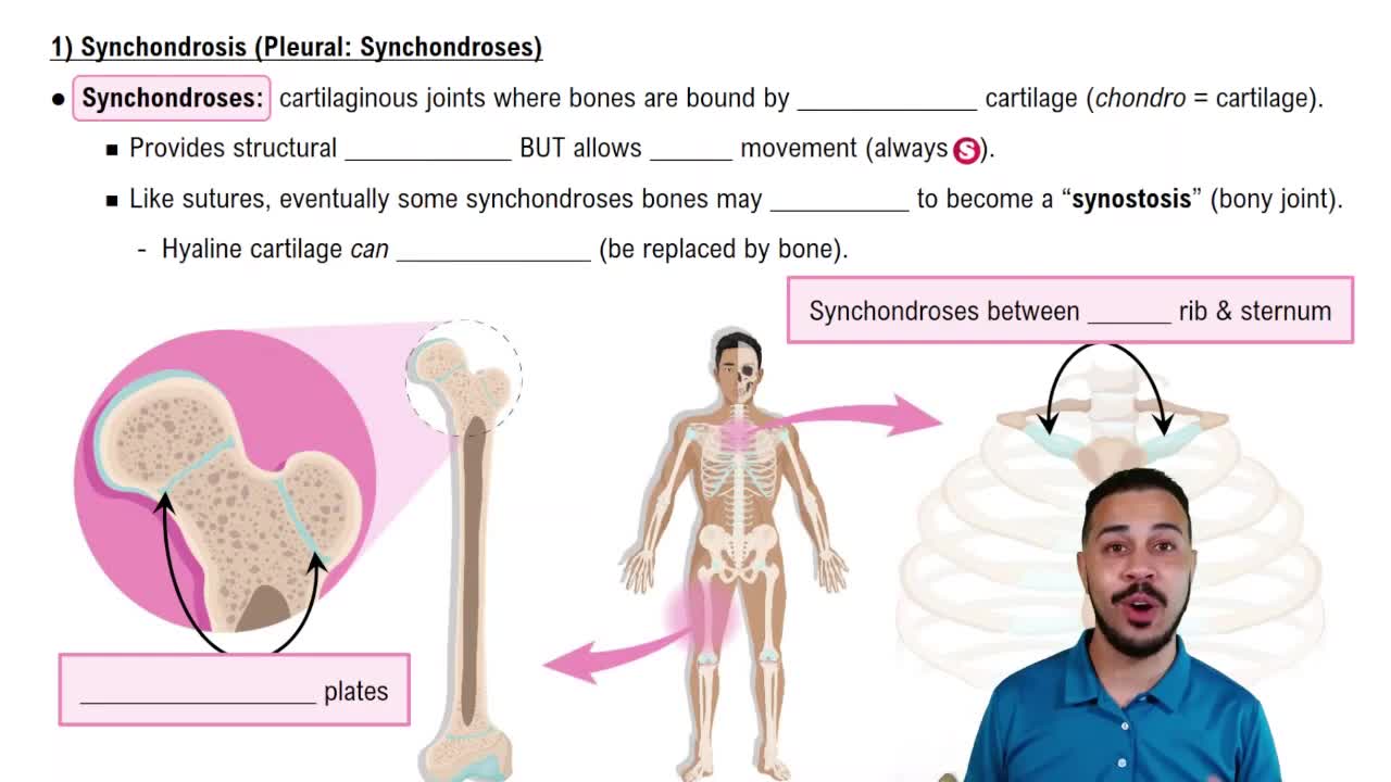 Synchondrosis (Plural: Synchondroses)