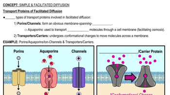 Transport Proteins of Facilitated Diffusion