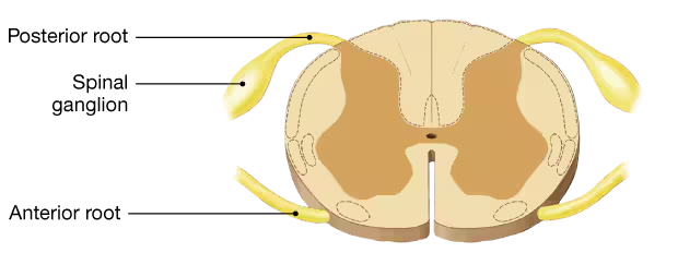 Diagram of a cross-section of the spinal cord highlighting ascending sensory tracts and spinal roots.