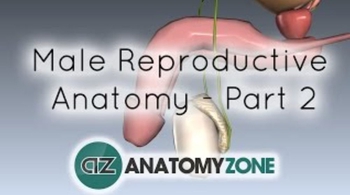 Introduction to Male Reproductive Anatomy