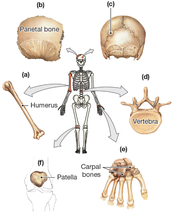 Diagram showing human bones labeled humerus, parietal bone, vertebra, patella, and carpal bones with arrows pointing to a skeleton.