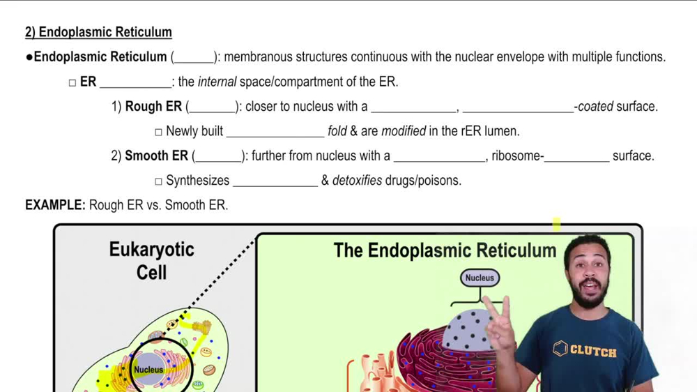 Endoplasmic Reticulum