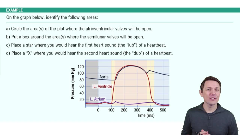 Cardiac Cycle Example 4