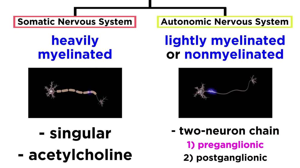 The Autonomic Nervous System: Sympathetic and Parasympathetic Divisions