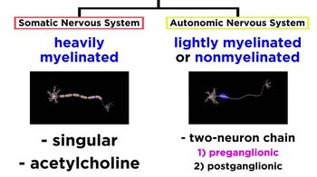 The Autonomic Nervous System: Sympathetic and Parasympathetic Divisions
