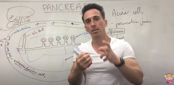 Pancreas Structure and Function | Digestive System
