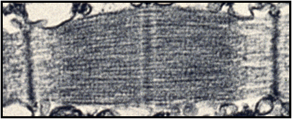 Microscopic image of a sarcomere highlighting the region equal in length to the actin filament.