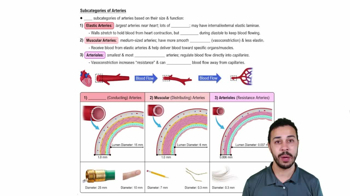 Subcategories of Arteries